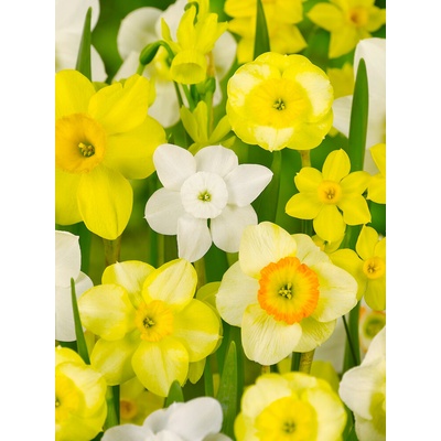 Mix botanických narcisů 50 ks Velikost cibulí: 8/10 – Hledejceny.cz