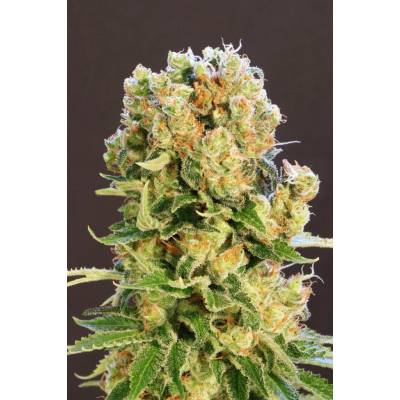 Kannabia Seeds Diesel Glue semena neobsahují THC 5 ks