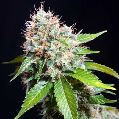 Genehtik Zuri Widow semienka neobsahujú THC 25 ks