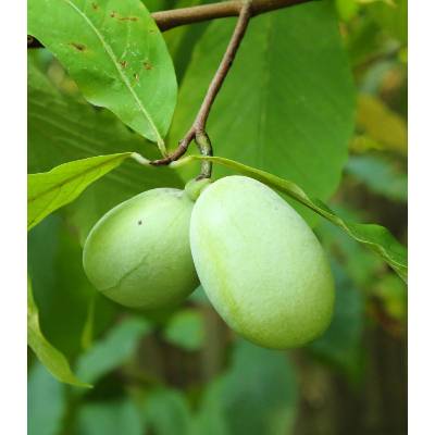 Asimina Triloba Prodej (Asimina Triloba, Asiminy Triloby, kořenového balu) Asimina Triloba Prodej