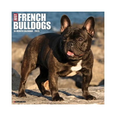 French Bulldogs 12 X 12 Wall 2026