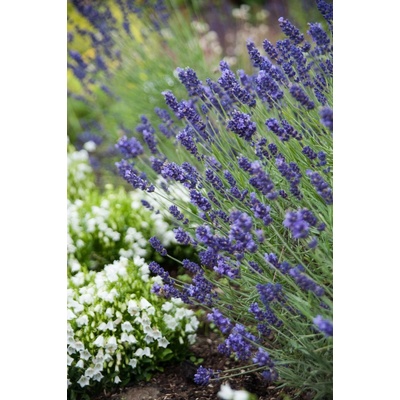 Lavandula angustifolia HIDCOTE BLUE STRAIN - levandule úzkolistá