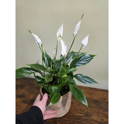 Spathiphyllum Bellini, čistička vzduchu – Zboží Mobilmania