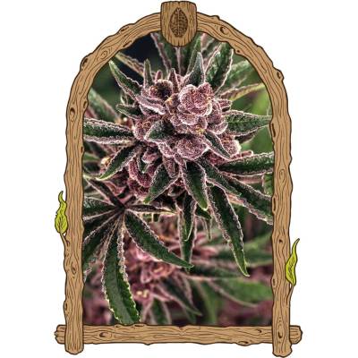Exotic Seeds Tropical Fuel semena neobsahují THC 3 ks