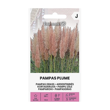 Seklos Пампаска трева Розова Cortaderia selloana Pampas plume