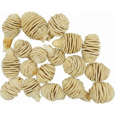 544 Platyspermum bielené 250g