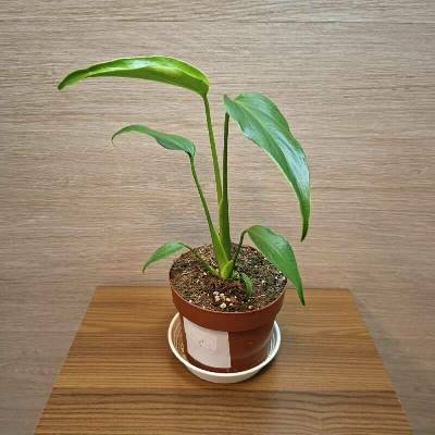 Monstera Burle Marx Flame č1