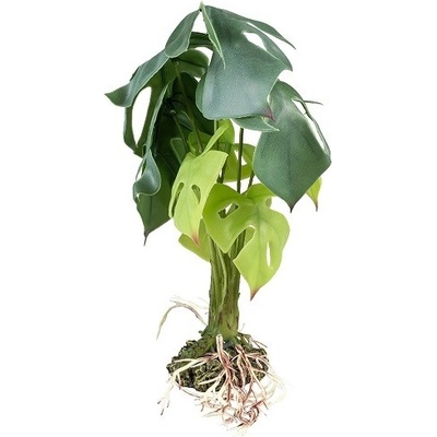 Terarijná rastlina Alocasia L 45cm