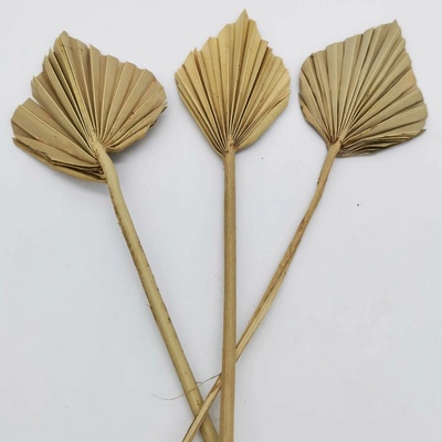 Palm spear mini 8-10cm/12ks - přírodní
