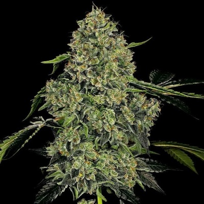 White Label OG Kush Automatic semena neobsahují THC 3 ks
