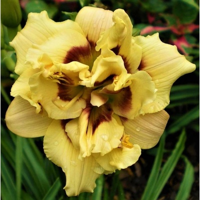 Denivka LITTLE MUSIC MAKER - hemerocallis