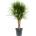 Dracaena marginata 27x140cm
