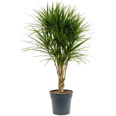 Dracaena marginata 27x140cm