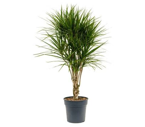 Dracaena marginata 27x140cm