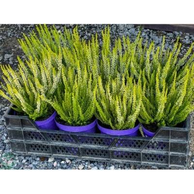 Vres obyčajný (Calluna vulgaris) ´AGNETA´ - výška 10-20 cm, C1L/P9