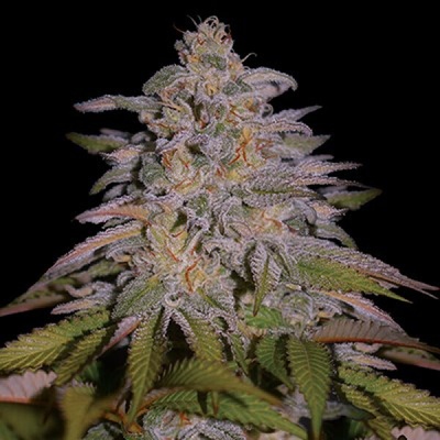 G13 Labs Seeds Glazed Gushers Semená neobsahujú THC 5 ks