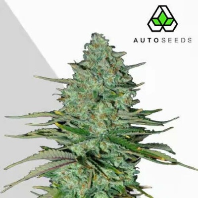 Auto Seeds Apple Fritters Autosemena neobsahují THC 5 ks