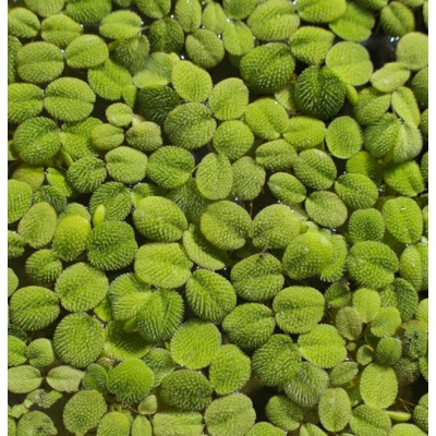 Salvinia minima 100 ml
