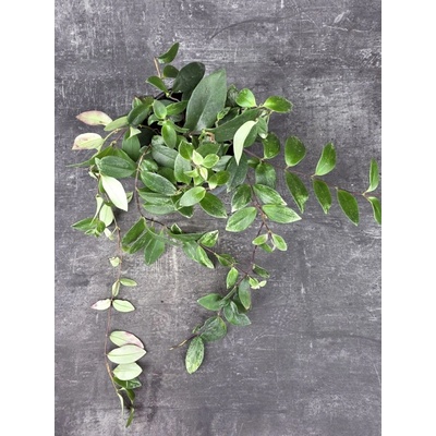 Aeschynanthus Lobbianus Variegatus12 cm