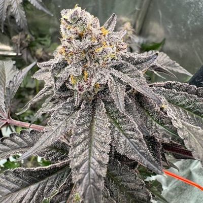 Fast Buds Gary Sherbet semienka neobsahujú THC 3 ks