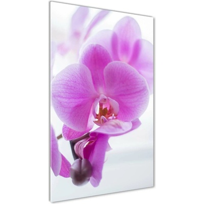 Vertikálny foto obraz sklo tvrdené Ružová orchidea 50x100 cm