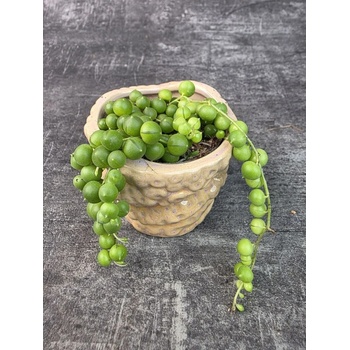 Senecio Rowleyanus mini
