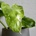 Philodendron Jose Buono