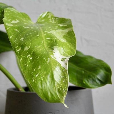 Philodendron Jose Buono