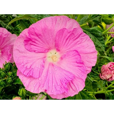 Ibištek bahenný Pink Wheel, výška 20-30 cm, kvetináč 1,5 l