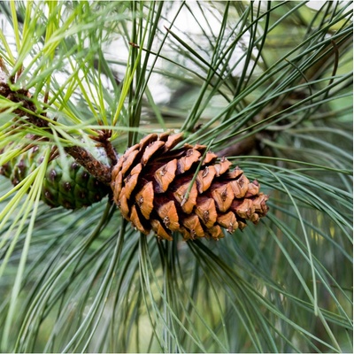 Borovice těžká Pinus ponderosa semena borovice 6 ks – Hledejceny.cz