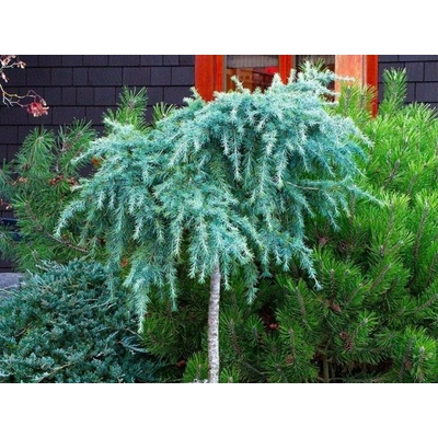 Céder himalájsky Feeling Blue na 40 cm kmienku, výška 60-70 cm, kvetináč 5 l