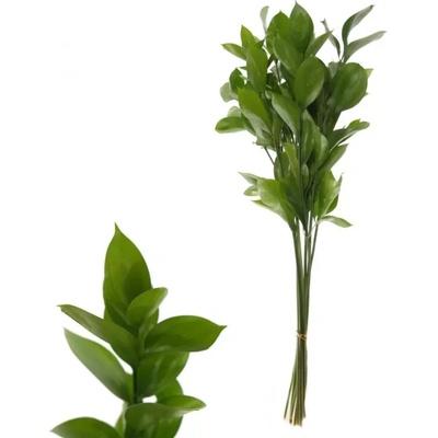 Ruskus Izrael 60 cm
