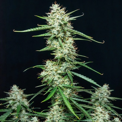 Buddha Seeds Syrup AUTO semena neobsahují THC 1 ks