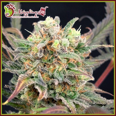 Dr. Krippling Seeds Boggleberry XXL Auto semienka neobsahujú THC 5 ks