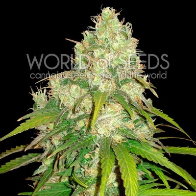 World of Seeds Afghan Kush x Yumbolt semienka neobsahujú THC 12 ks