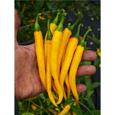 Cayenne Yellow – Zboží Dáma