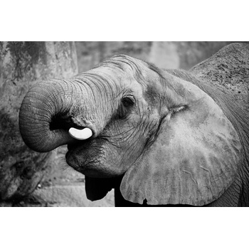 Slon pro štěstí BW - foto na plátně 50x80 cm