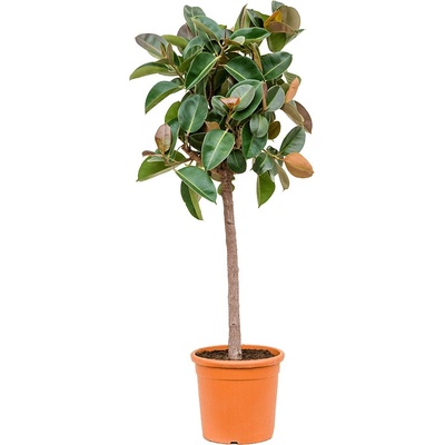 Fikus - Ficus elastica "Robusta" Stem 33x150 cm