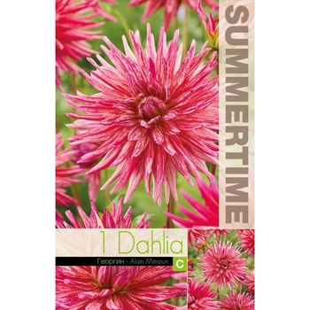 Seklos Далия (Гергина) Кактусова Ален Мимун - 1 бр луковицa