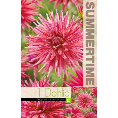 Seklos Далия (Гергина) Кактусова Ален Мимун - 1 бр луковицa