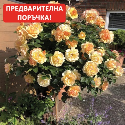 Tantau® Щамбова Роза Hansestadt Rostock®