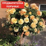 Tantau® Щамбова Роза Hansestadt Rostock®