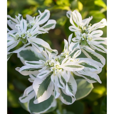 Pryšec vroubený Euphorbia marginata osivo pryšce 20 ks