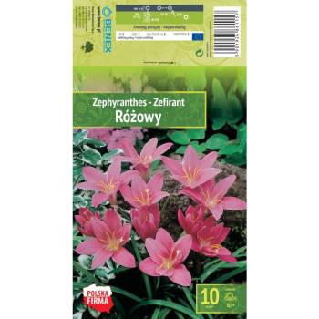 Seklos Зефирантес (Дъждовна лилия) Zephyranthes - 10 бр луковици