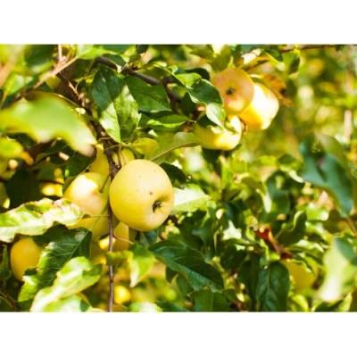 Jabloň domáca (Malus domestica) ´GOLDEN DELICIOUS´ - zimná, výška 230-250 cm, obvod kmeňa 4/6 cm, kont. C10L