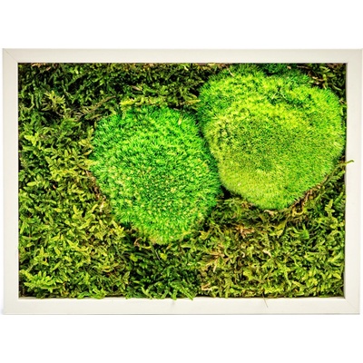 Gardners Mechový obraz 13x18 cm kombinovaný mech kopečkový s plochým, bílá
