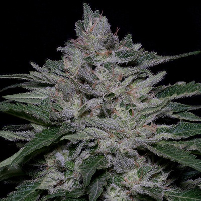 Big Head Seeds Fire OG Kush semienka neobsahujú THC 10 ks