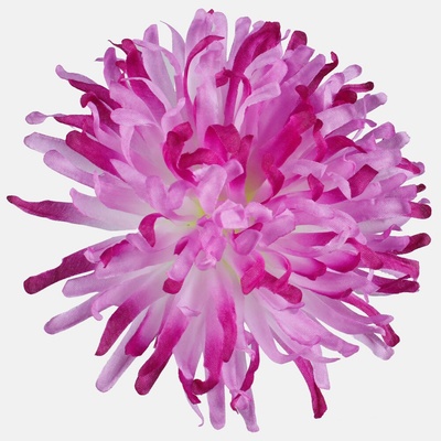 Chryzantéma ihlovitá hlava 13 cm, Lilac Cream, 12 ks/bal