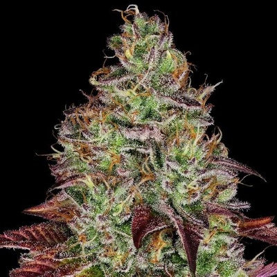 Sensi Seeds Tezla OG Research semena neobsahují THC 5 ks