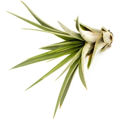 Gardners Tillandsia Faciculata Tillandsie, kykatka